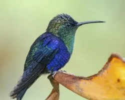 Thalurania colombica