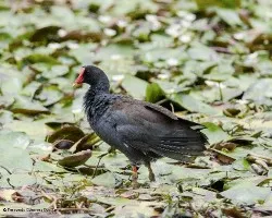 Gallinula chloropus
