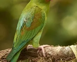 Brotogeris jugularis