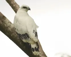 Pseudastur albicollis