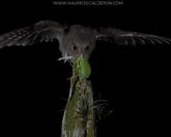 Megascops guatemalae