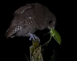 Megascops guatemalae