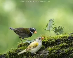 Arremon aurantiirostris