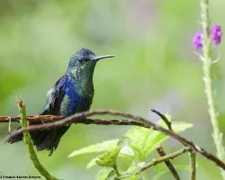 Thalurania colombica