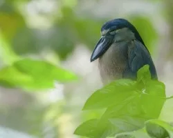 Cochlearius cochlearius