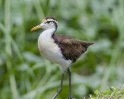 Jacana spinosa