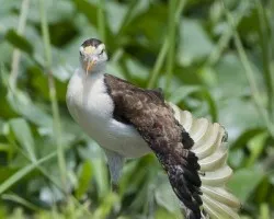 Jacana spinosa