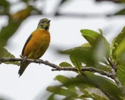 Euphonia elegantissima