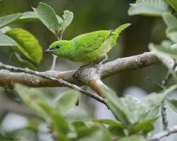 Chlorophonia callophrys