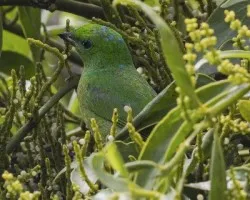 Chlorophonia callophrys