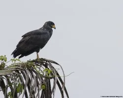 Buteogallus anthracinus