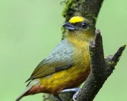 Euphonia gouldi