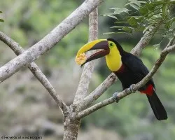 Ramphastos ambiguus
