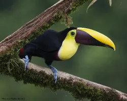 Ramphastos ambiguus