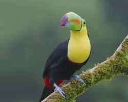 Ramphastos sulfuratus