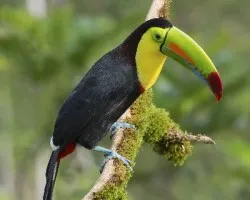 Ramphastos sulfuratus