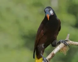 Psarocolius montezuma