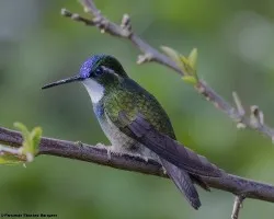 Lampornis castaneoventris