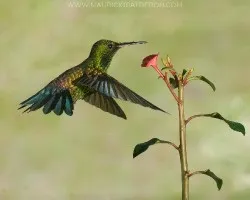 Amazilia saucerottei