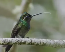 Lampornis calolaemus