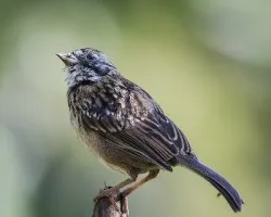 Zonotrichia capensis