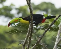 Ramphastos sulfuratus