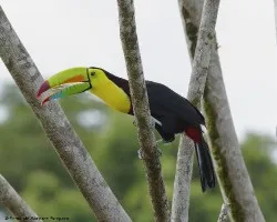 Ramphastos sulfuratus