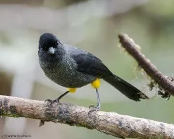 Pselliophorus tibialis