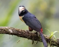 Pteroglossus torquatus