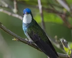 Lampornis castaneoventris