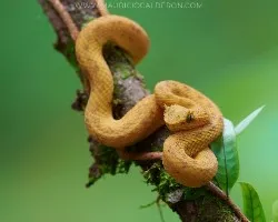 Bothriechis schlegelii