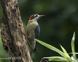 Melanerpes pucherani