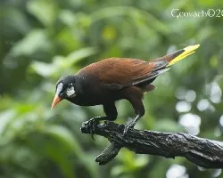 Psarocolius montezuma