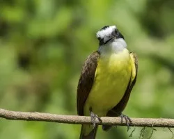 Pitangus sulphuratus