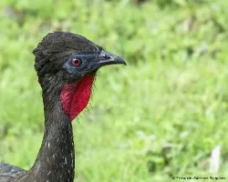 Penelope purpurascens