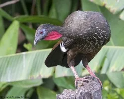 Penelope purpurascens