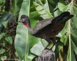 Penelope purpurascens