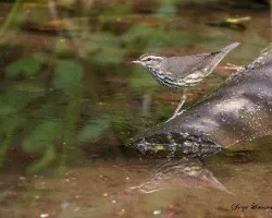 Parkesia noveboracensis