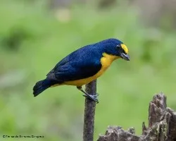 Euphonia hirundinacea