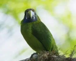 Aulacorhynchus prasinus