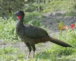 Penelope purpurascens