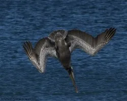 Pelecanus occidentalis