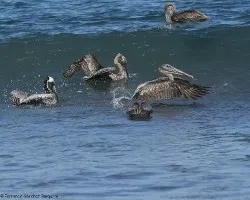 Pelecanus occidentalis