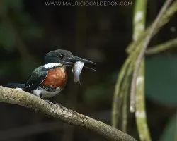 Chloroceryle americana