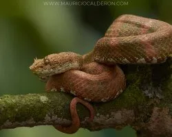 Bothriechis schlegelii