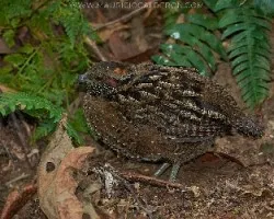Odontophorus guttatus