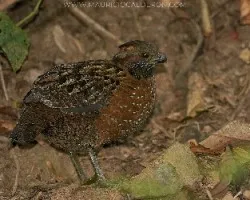 Odontophorus guttatus