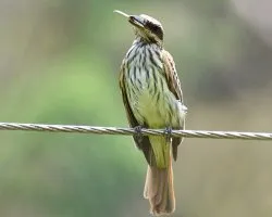 Myiodynastes maculatus