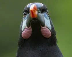 Psarocolius montezuma