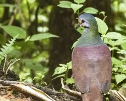 Zentrygon costaricensis